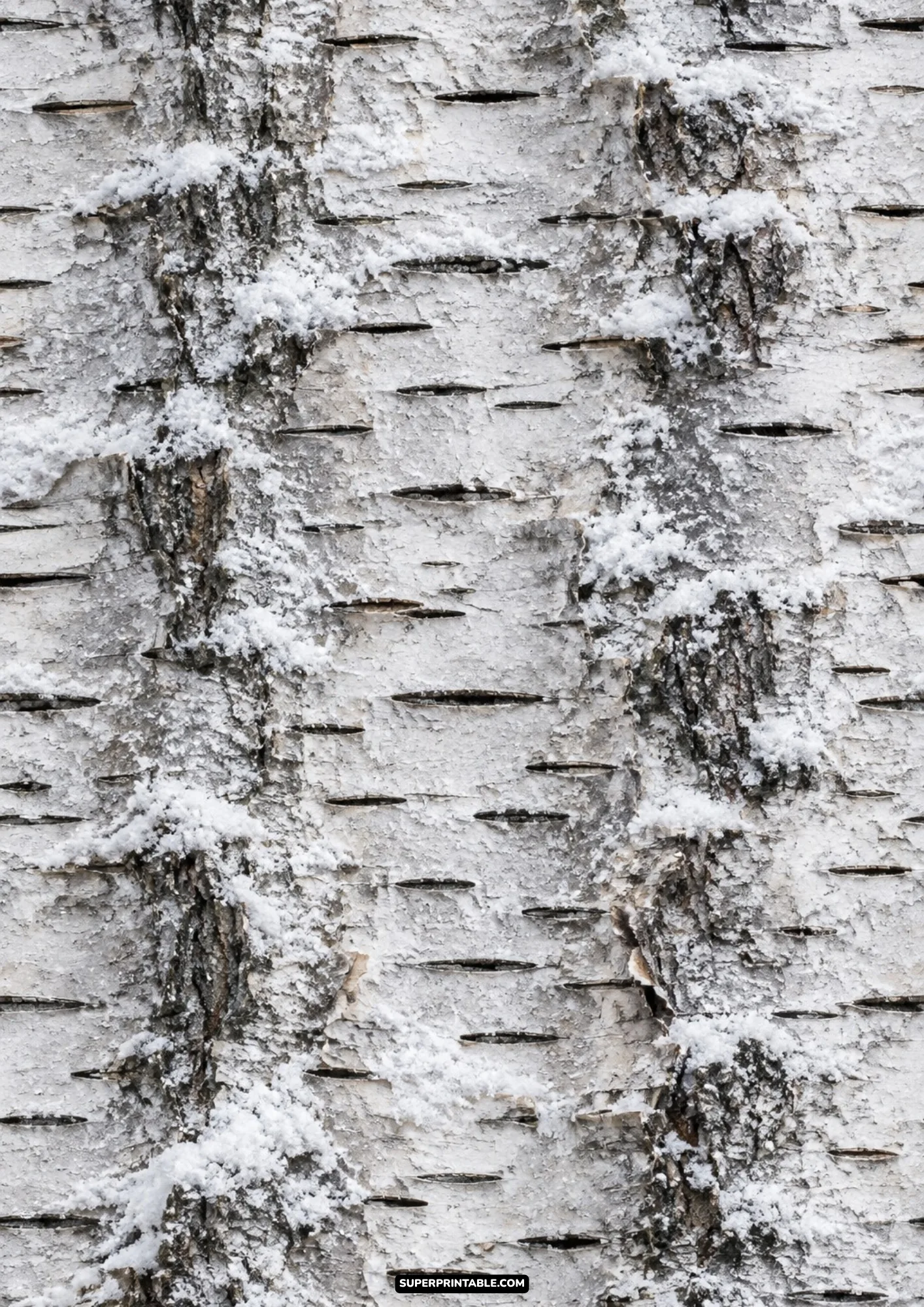 Macro shot of rustic white birch tree bark covered with fine powder snow and natural dark textured markings